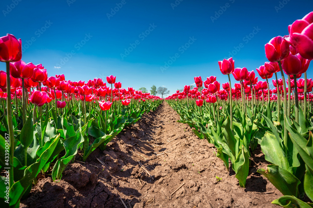 Beautiful blooming field of pink tulips in northern Poland