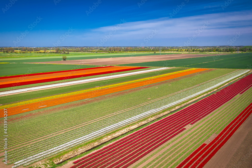波兰北部美丽的彩色郁金香盛开的田野