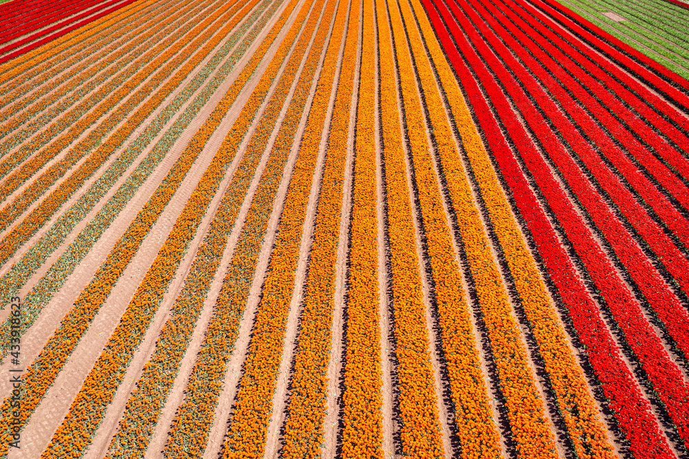 Beautiful blooming field of colorful tulips in northern Poland