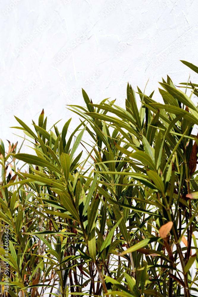 oleander trees on white wall