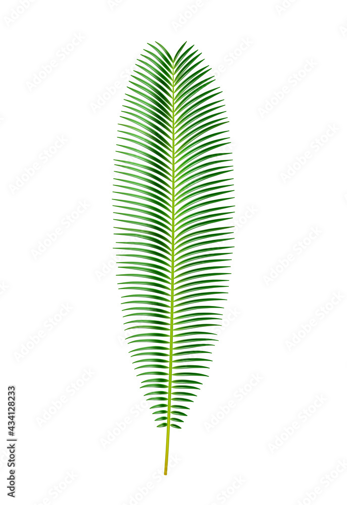 异国情调的树叶和热带植物，孤立的仙人掌棕榈树叶子。丛林或雨林植被，