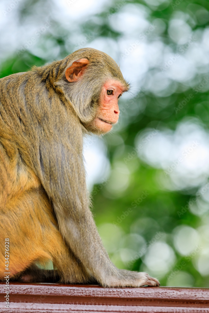 Close up portrait of a cute monkey.