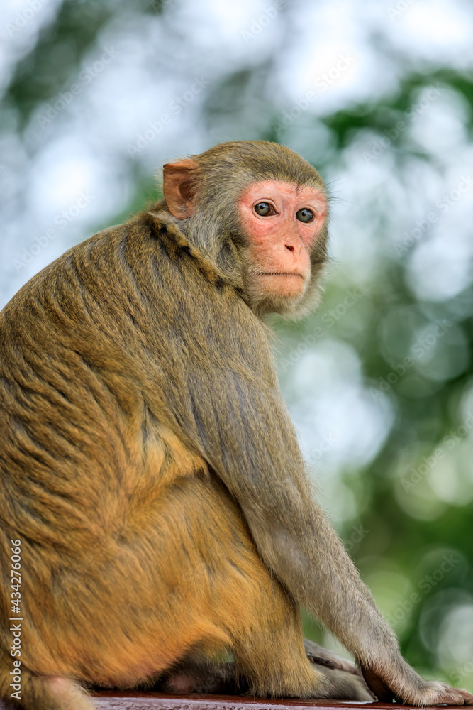 一只可爱猴子的特写肖像。