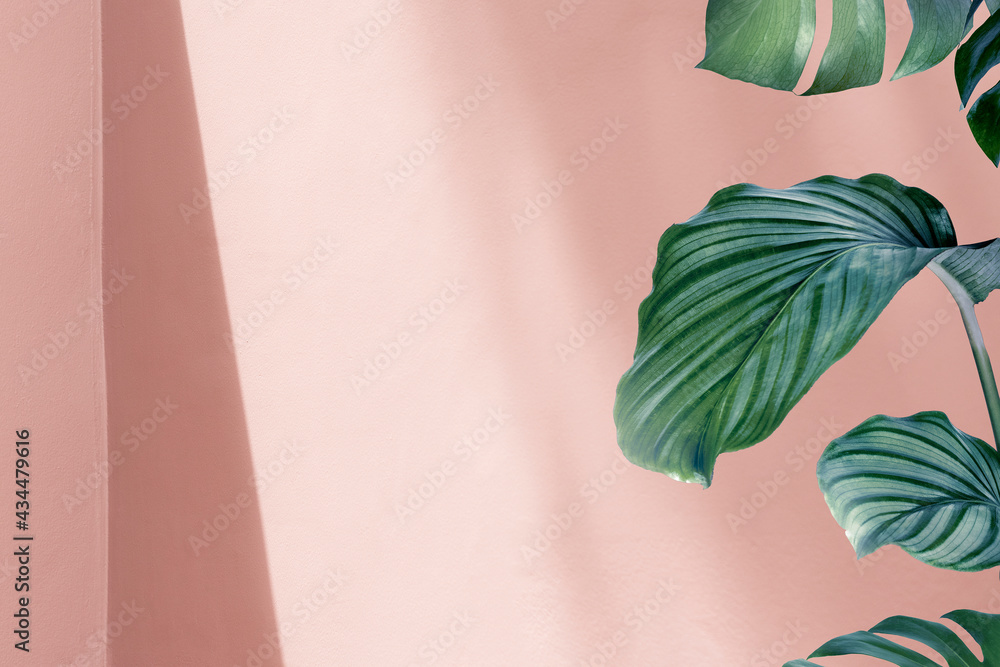 粉红色粉彩墙的天然绿色Calathea Orbifolia