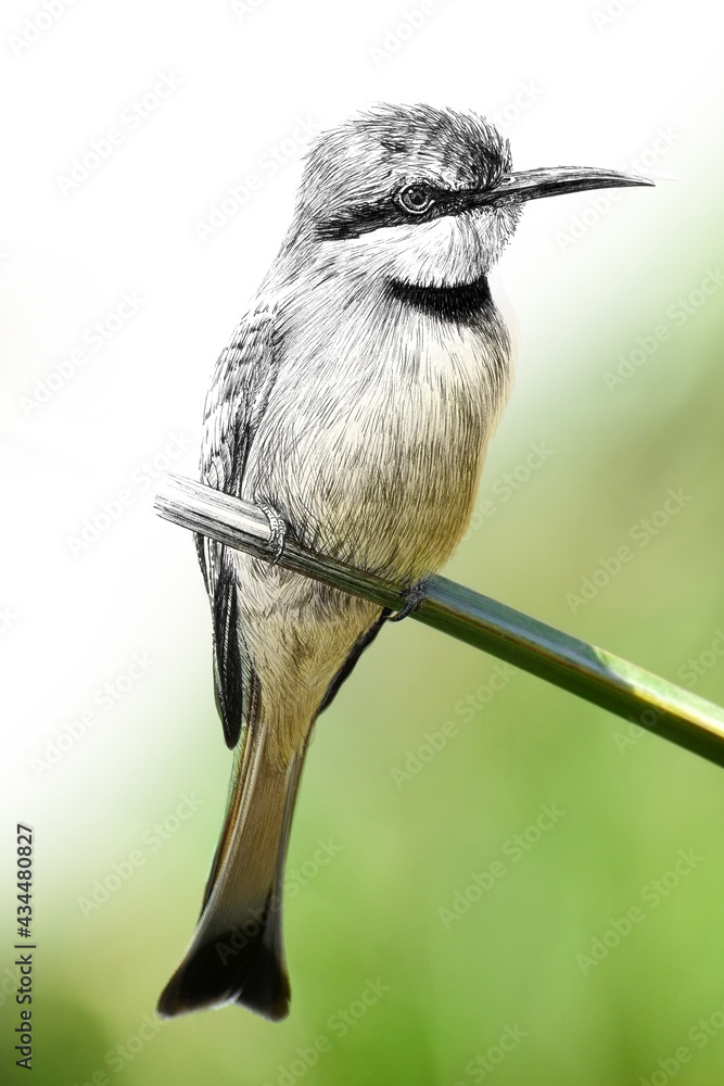 Hand drawing and photography bee-eater combination. Sketch graphics animal mixed with photo