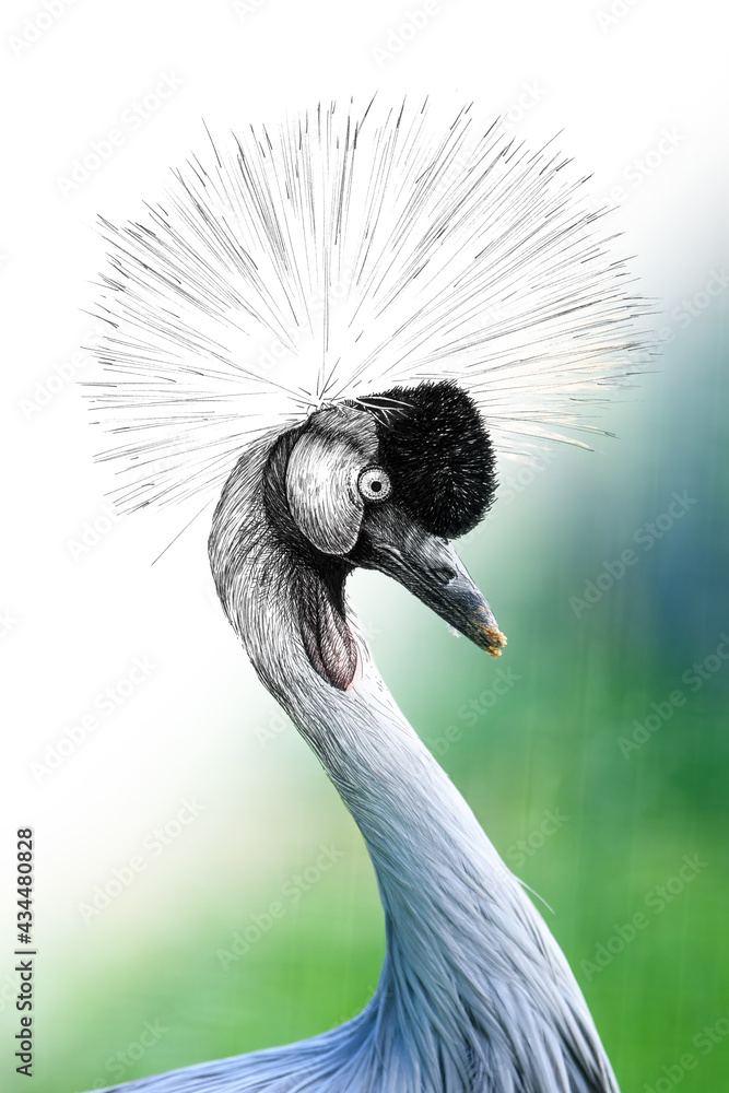 手绘和摄影相结合的丹顶鹤。素描图形动物与照片混合