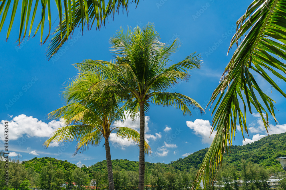Tropical landscape with palm tree. Tropical paradise idyllic background. Coco palms with beautiful l