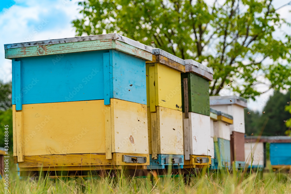 忙碌的蜜蜂在蜂箱里飞行和工作。夏天，蜜蜂在蜂房里进进出出。