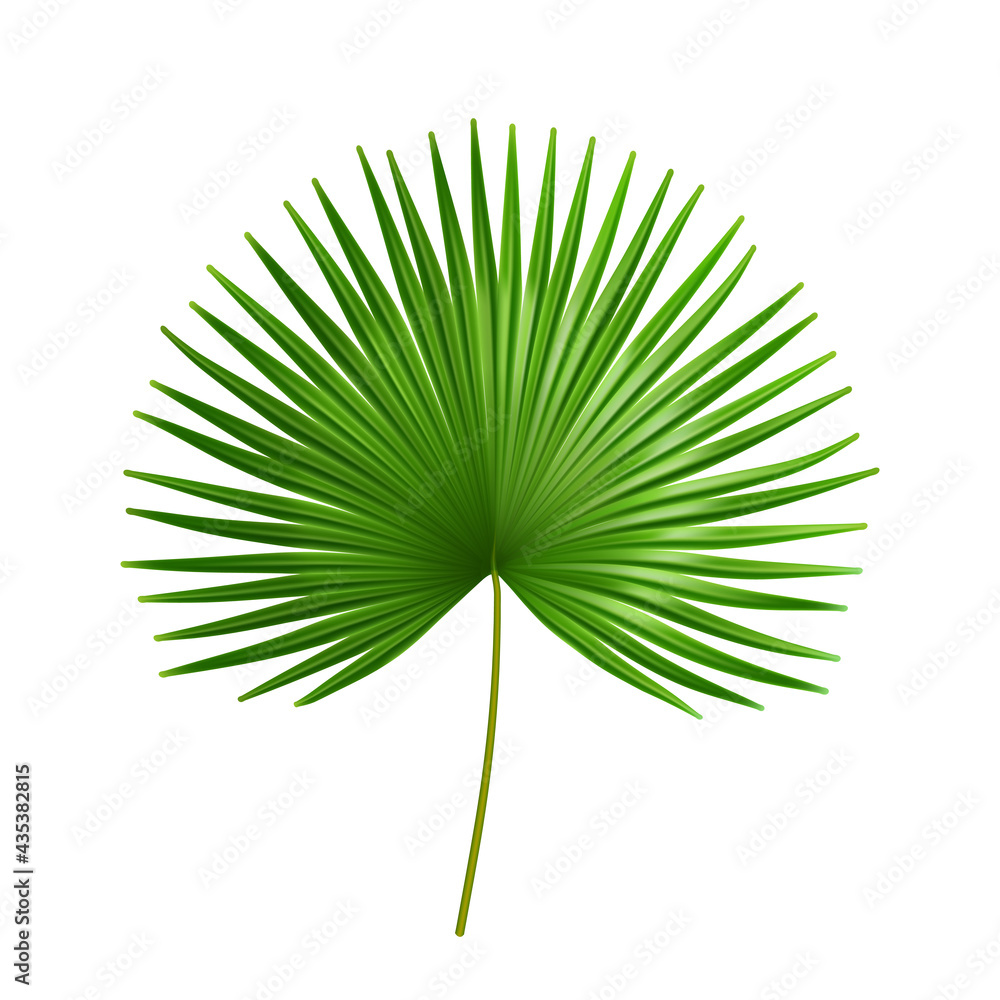 Exotic plant of palmetto flower, isolated tropical leaves of summer or spring. Flora and vegetation,