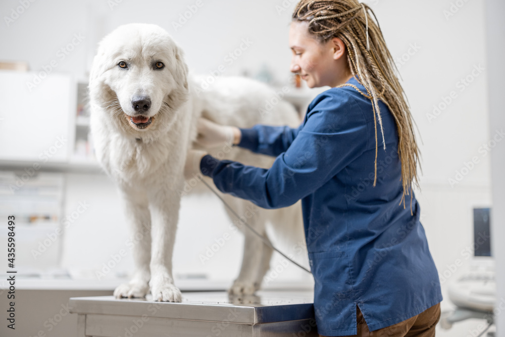 Female veterinarian examines big white dog using ultrasound while patient standing at examination ta