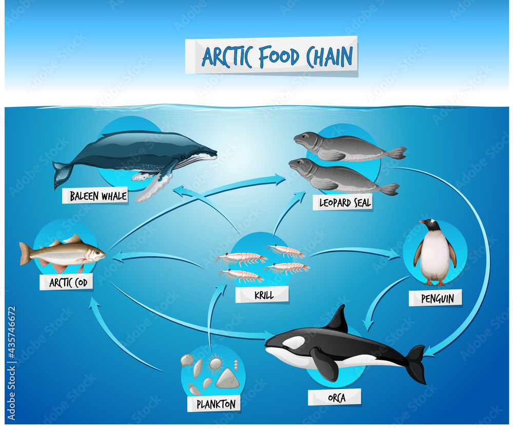 Arctic Food Chain Diagram Concept