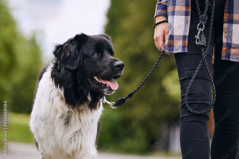 快乐的捷克山狗在城市里和主人散步时牵着宠物绳。