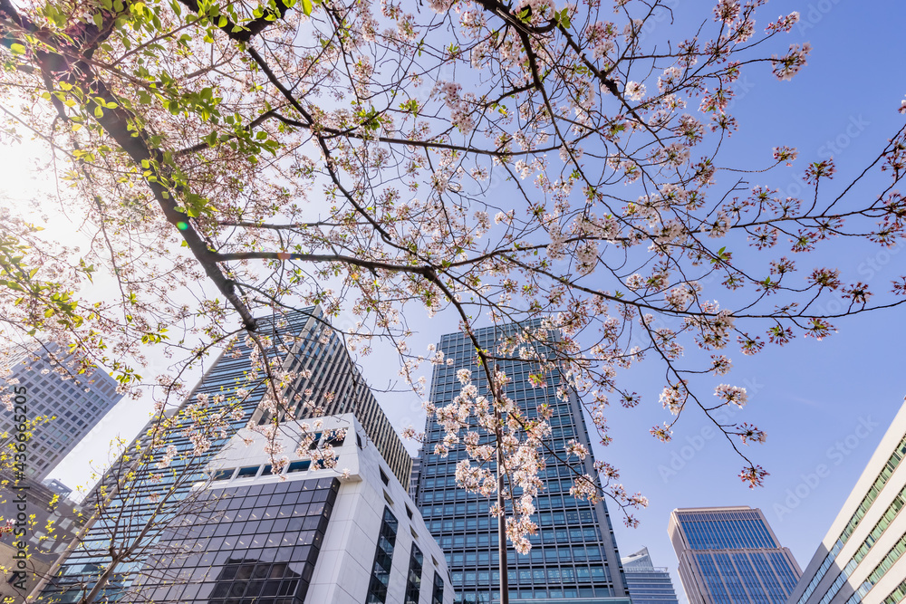 都会に咲く満開の桜の花