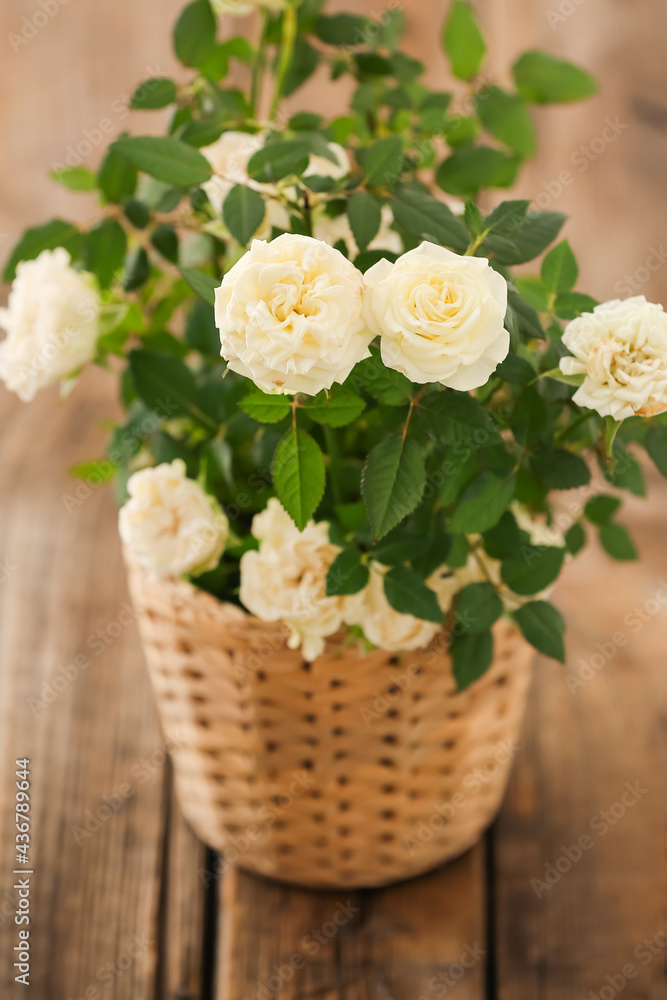 美丽的白玫瑰在木制背景的花盆中