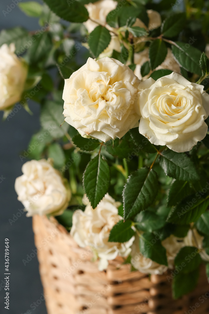 美丽的白玫瑰在黑暗背景下的花盆中，特写