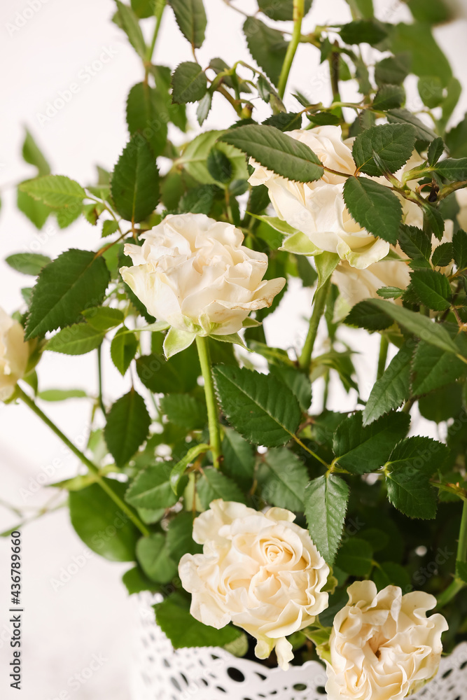 美丽的白玫瑰放在花盆里，背景浅，特写