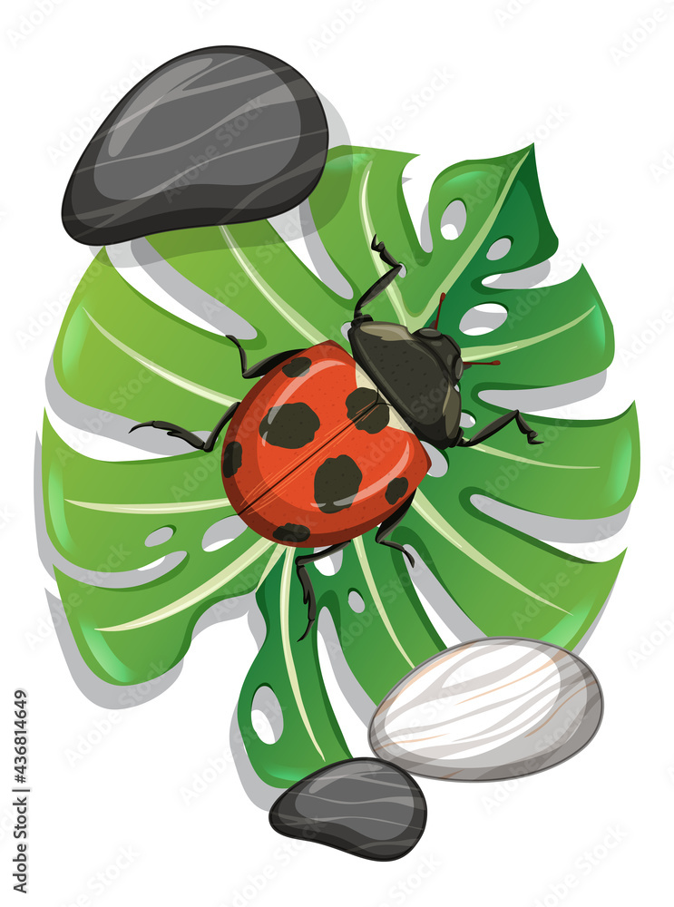 Top view of ladybug on monstera leaf isolated