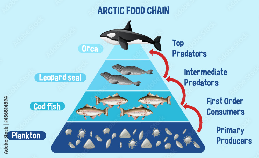 北极教育食物链示意图