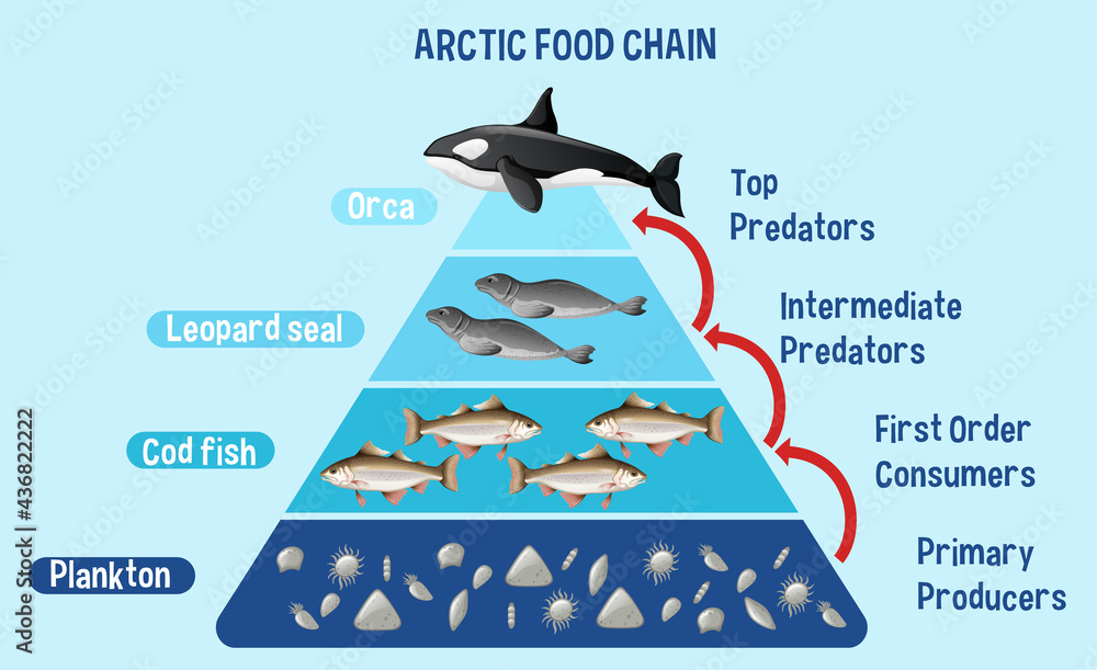 Diagram showing Arctic food chain for education
