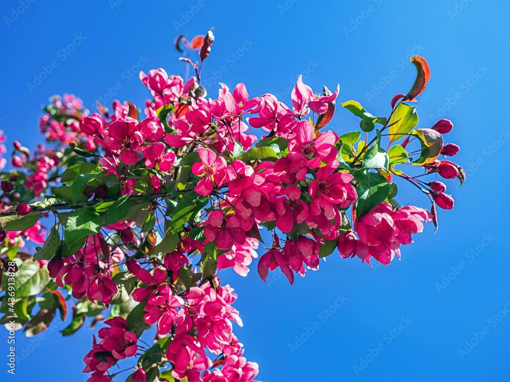 蓝天下盛开的装饰性粉色苹果树的树枝。选择性聚焦。模糊的背景