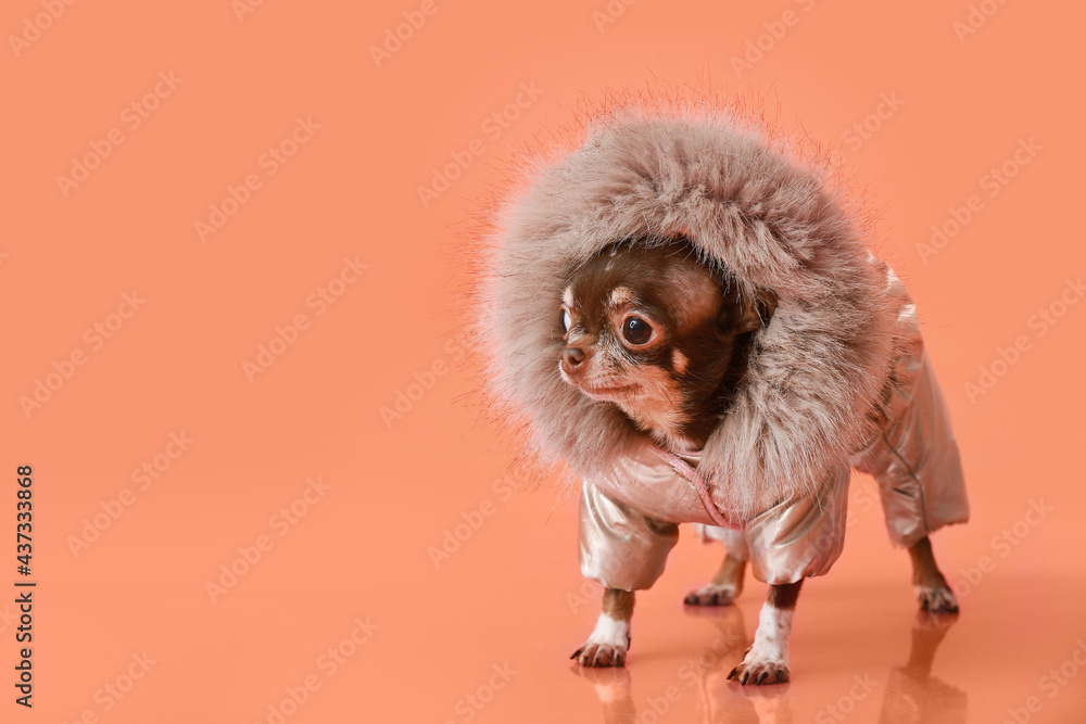 可爱的吉娃娃狗，穿着彩色背景的保暖衣服