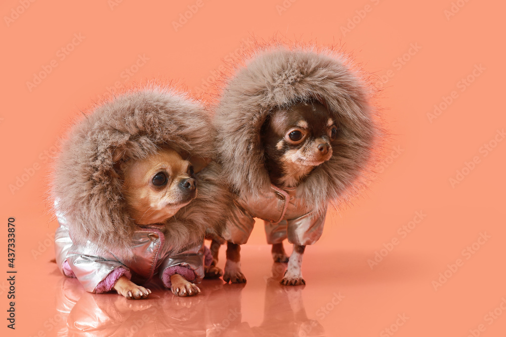 可爱的吉娃娃狗穿着暖衣服，背景是彩色的