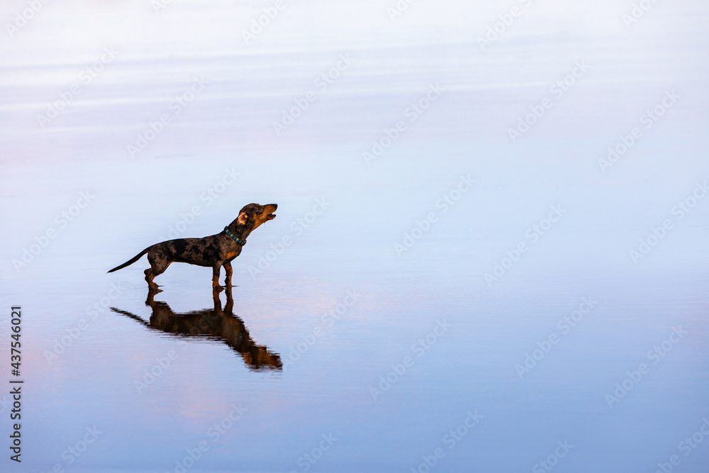 被称为獾狗的达克斯猎犬在海滩上散步的照片。有趣的狗在水池边奔跑。动作