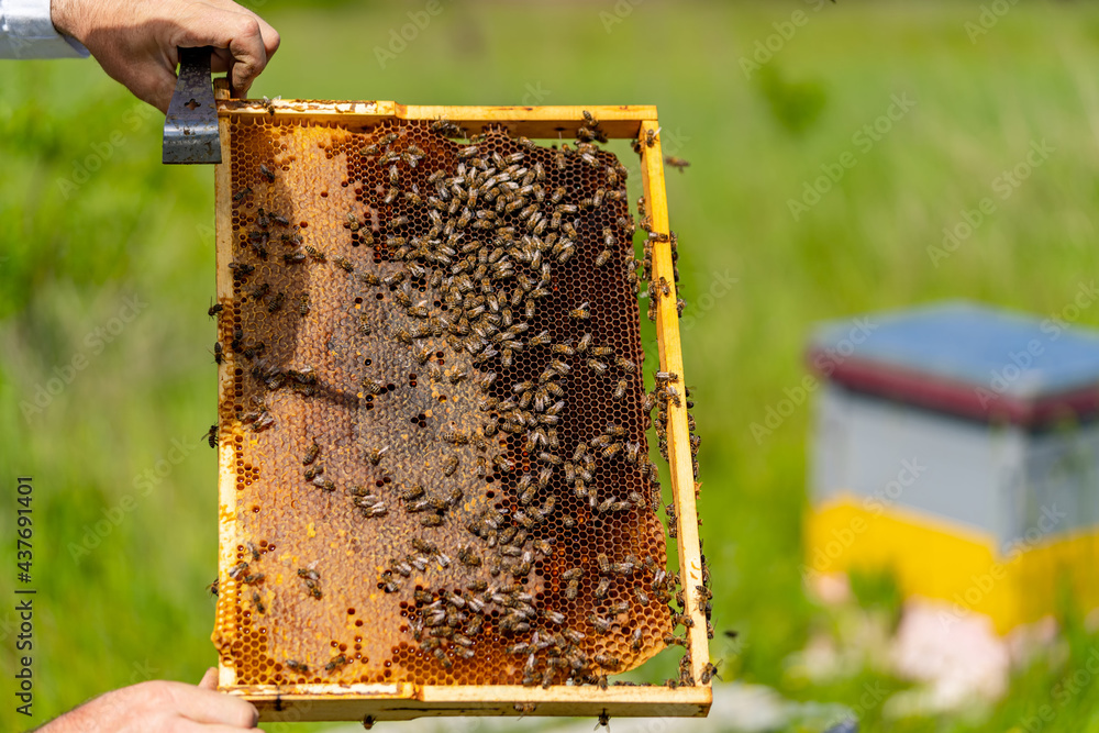 养蜂人在提取蜂蜜之前先清除蜂窝中的蜡。蜂蜜中的甜蜜蜂窝框架