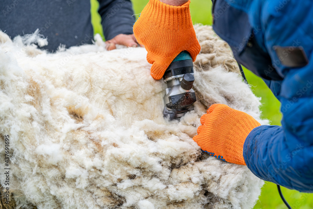 农民剪羊毛和羊毛。农业耕作和剪羊毛。