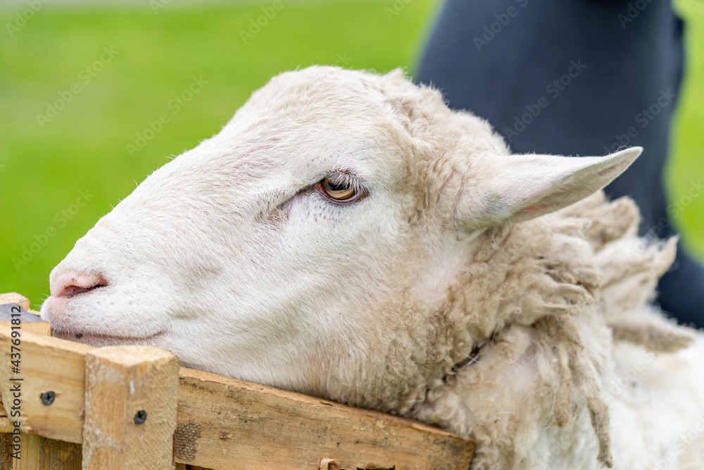 Sheep shearing head close up. White shearing sheep wool.