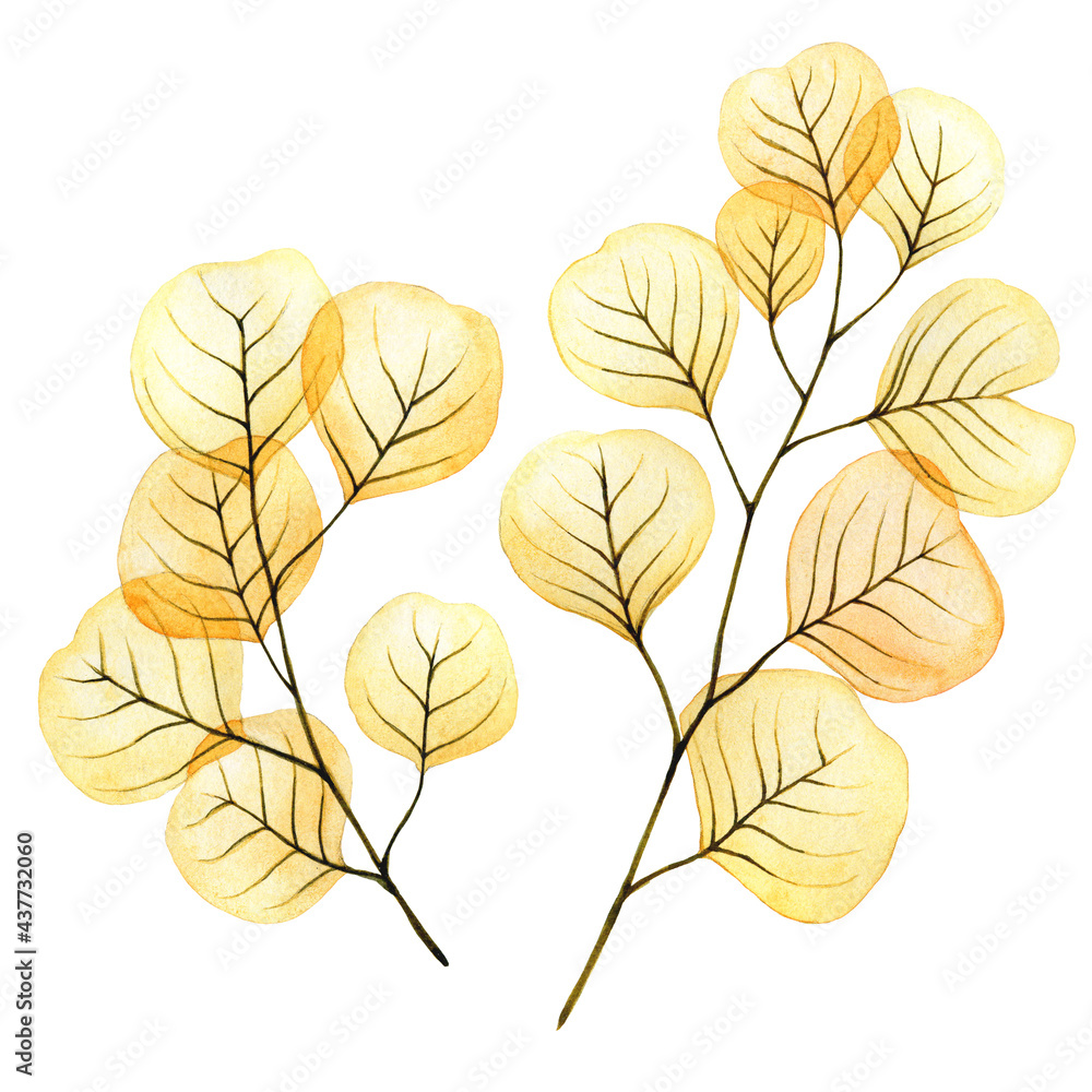 水彩画透明的桉树黄色和橙色的叶子和树枝。剪贴画，一套