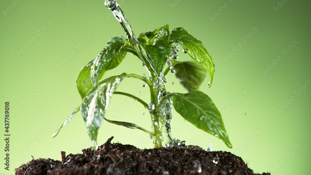 详细地给植物幼叶浇水。