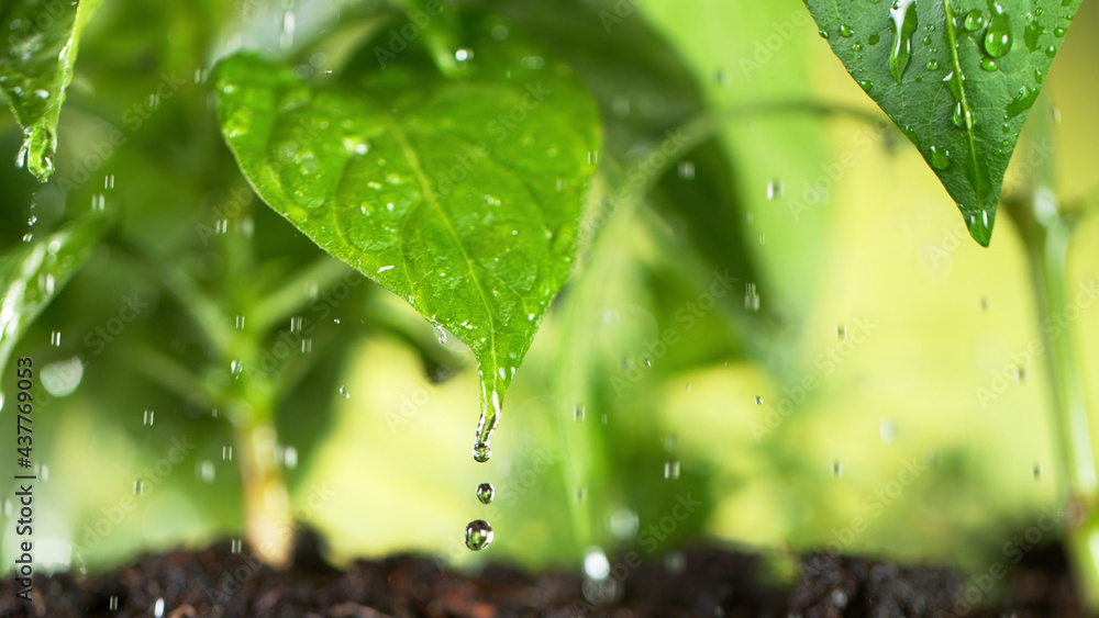 Watering young plant leaves in detail.