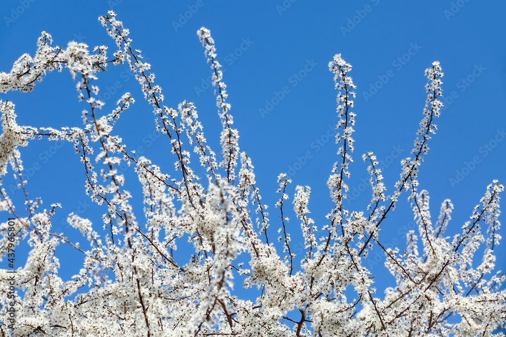 Beautiful blossoming tree outdoors on spring day