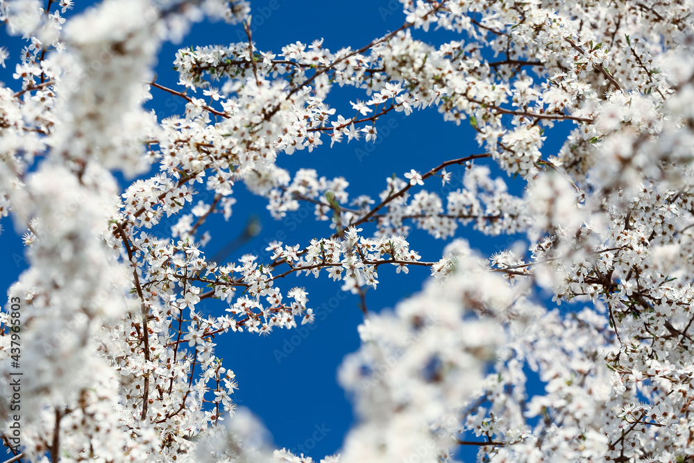 春日户外美丽的开花树