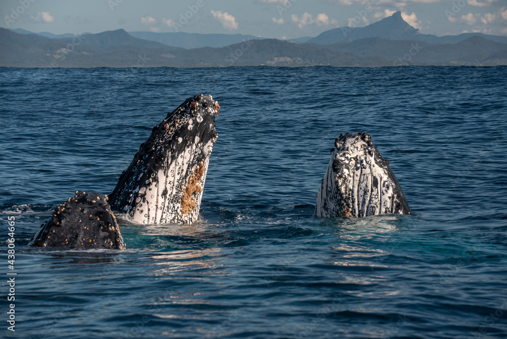 当座头鲸把头抬出水时，它被称为间谍跳。它这样做是为了获得视觉效果