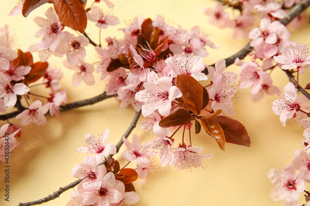 彩色背景下美丽的开花树枝，特写