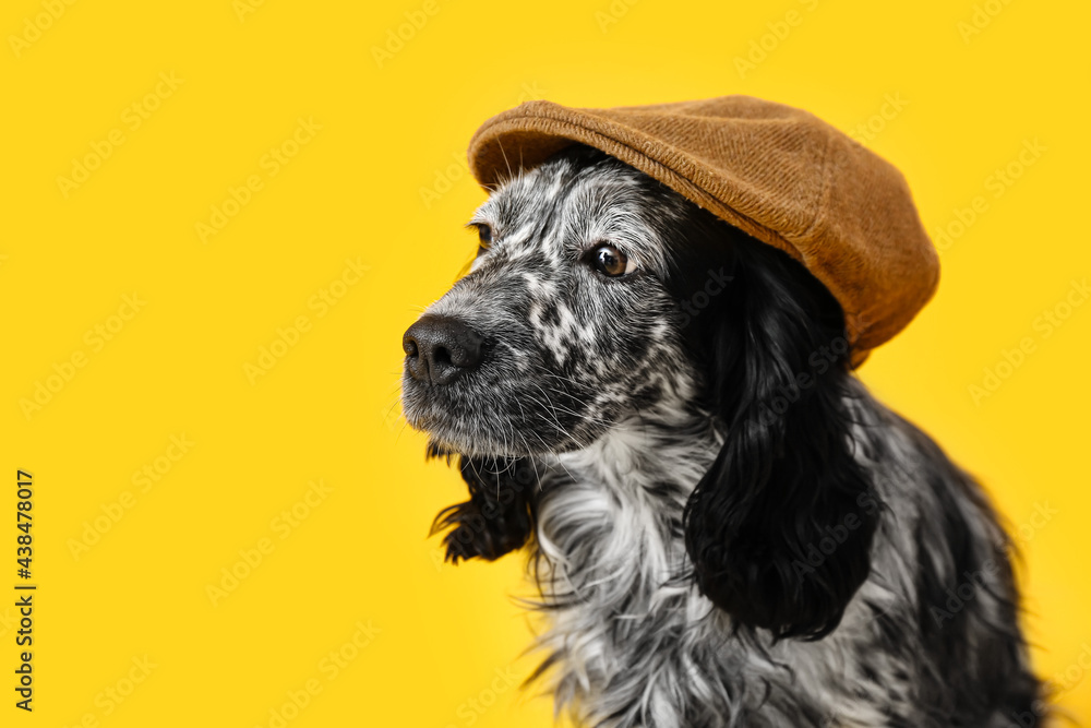 Cute dog in cap on color background