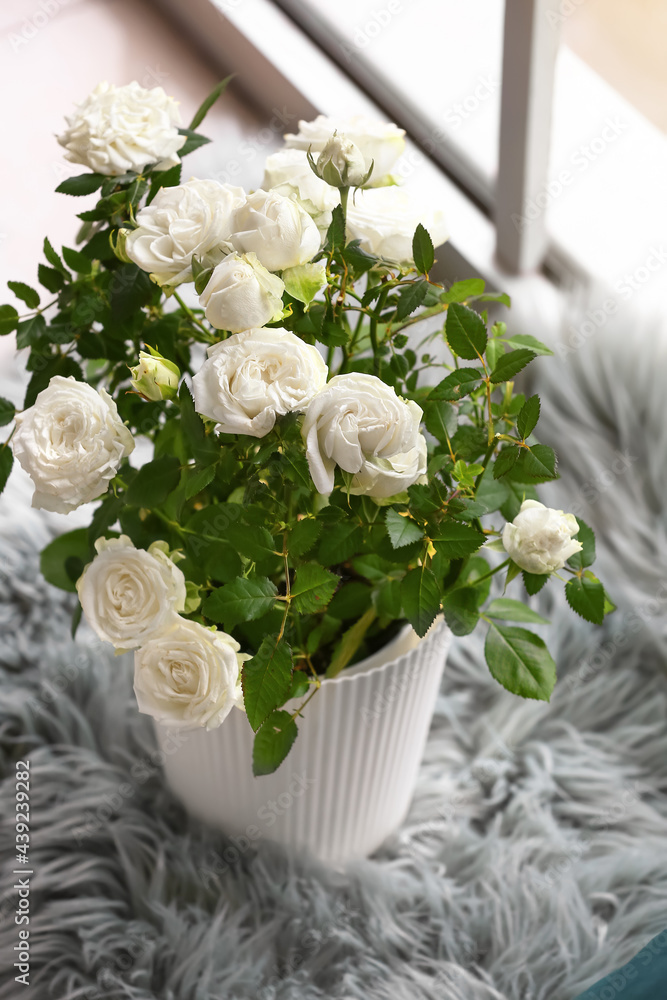 美丽的白玫瑰在靠近窗户的花盆里