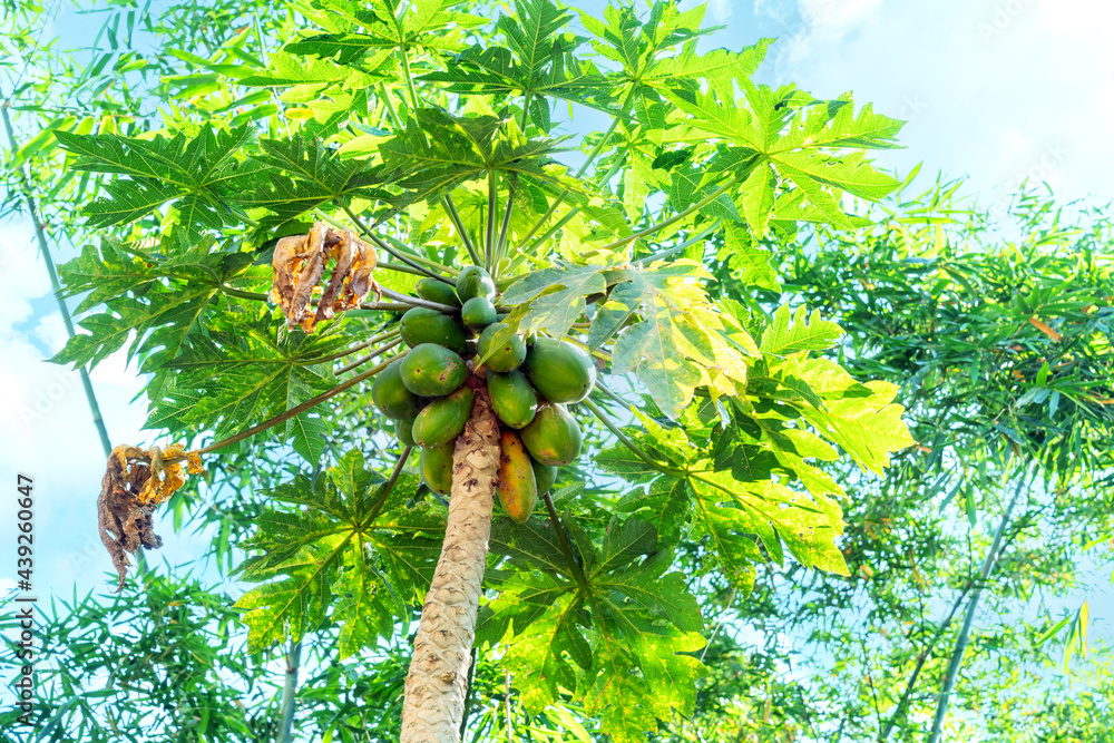 树上结满果实的天然新鲜黄木瓜