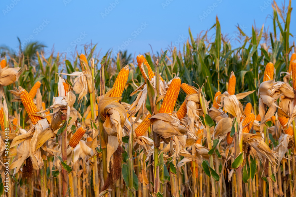 黄熟玉米秸秆白天在农业耕地收割