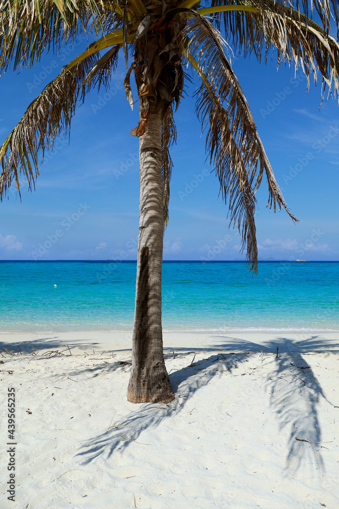 泰国安达曼海白沙滩上的椰子树