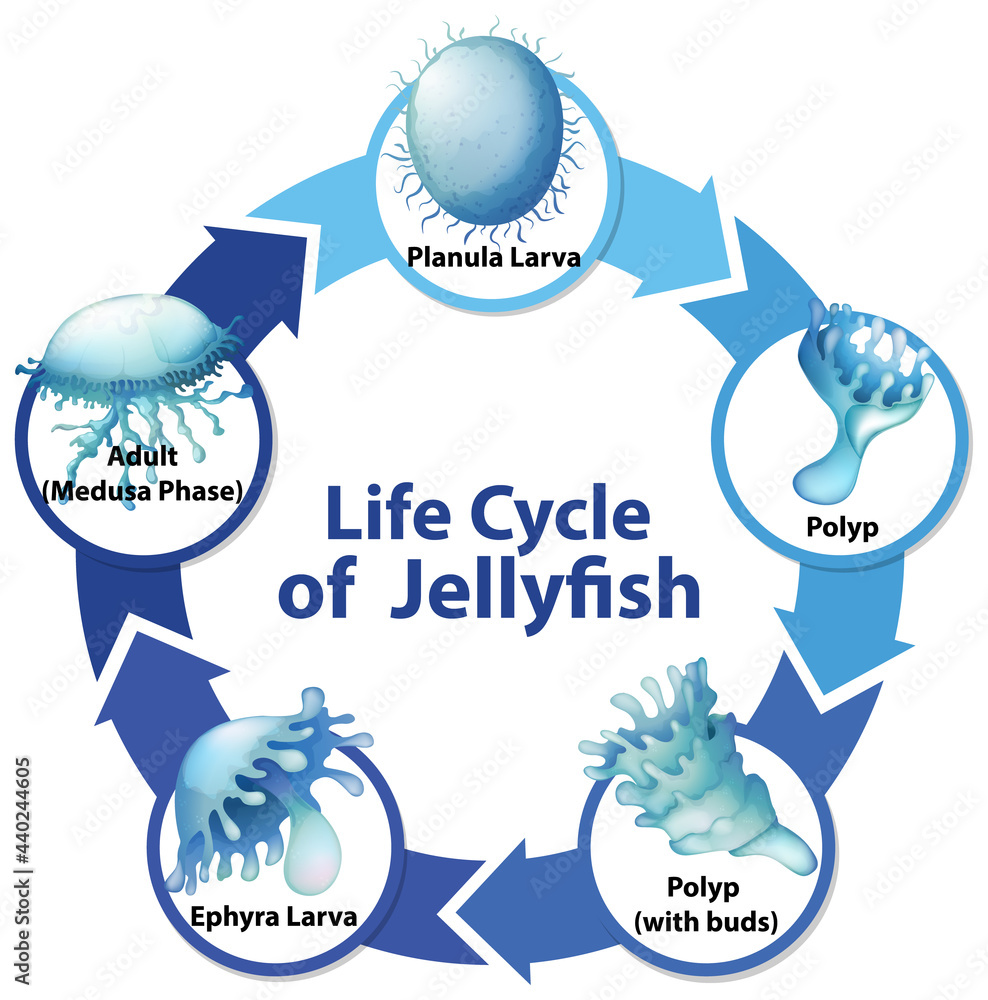 水母生命周期示意图