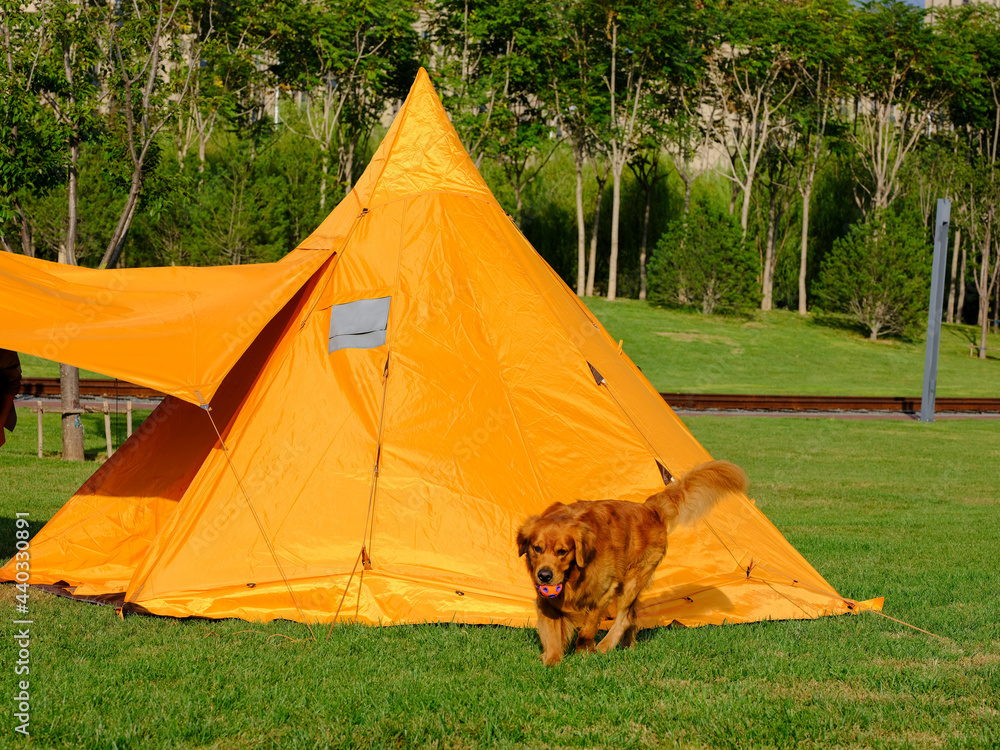 公园里的露营帐篷和狗