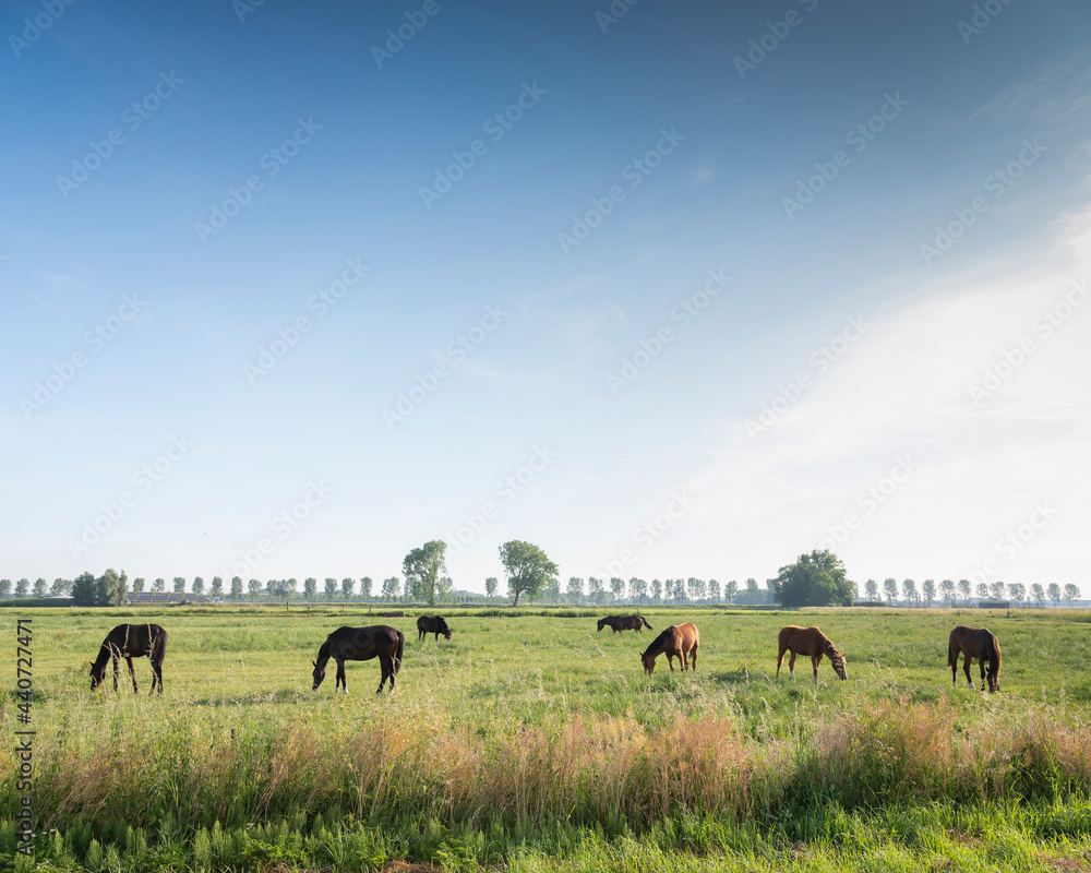 夏季蓝天下荷兰奈梅亨附近绿色草地上的马