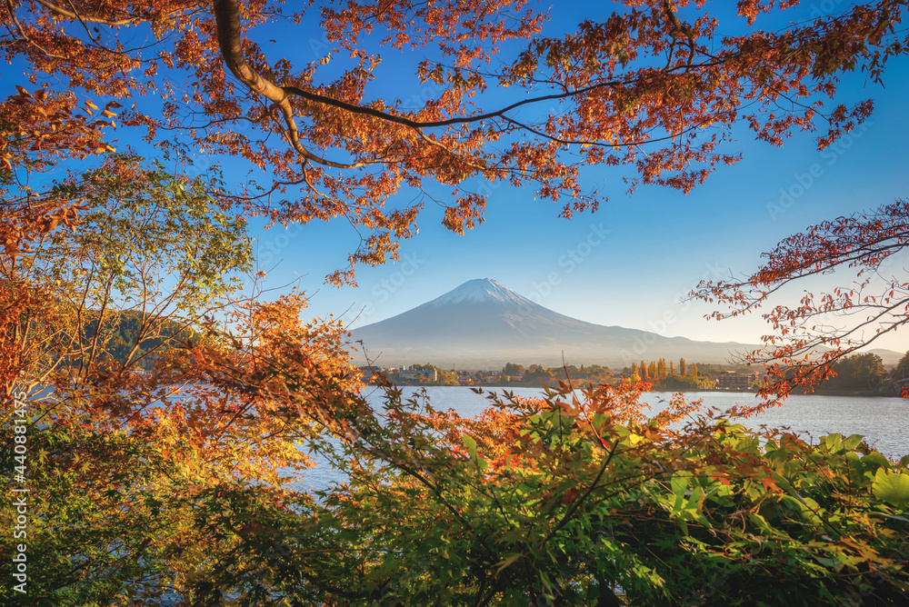 日本富士河河口湖日落时的富士山和秋叶。