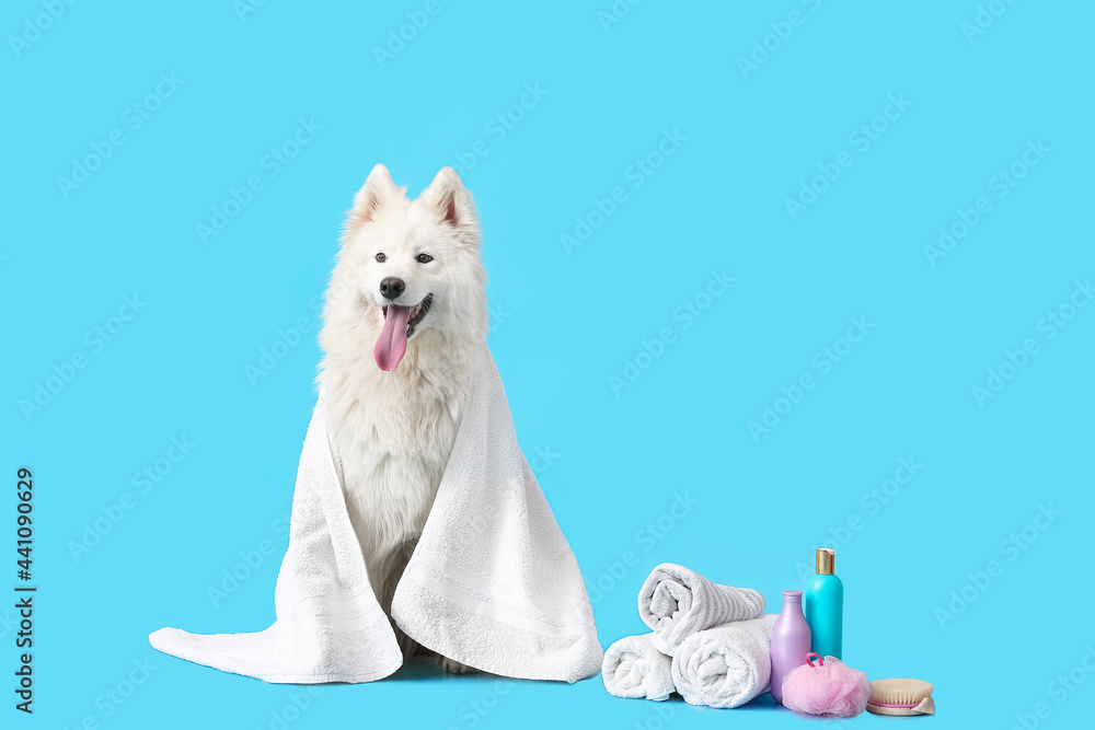可爱的萨摩耶狗，彩色背景上有毛巾和洗发水