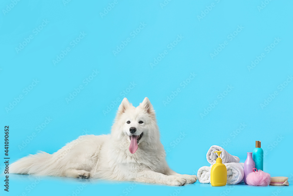 可爱的萨摩耶犬，背景是毛巾和洗发水