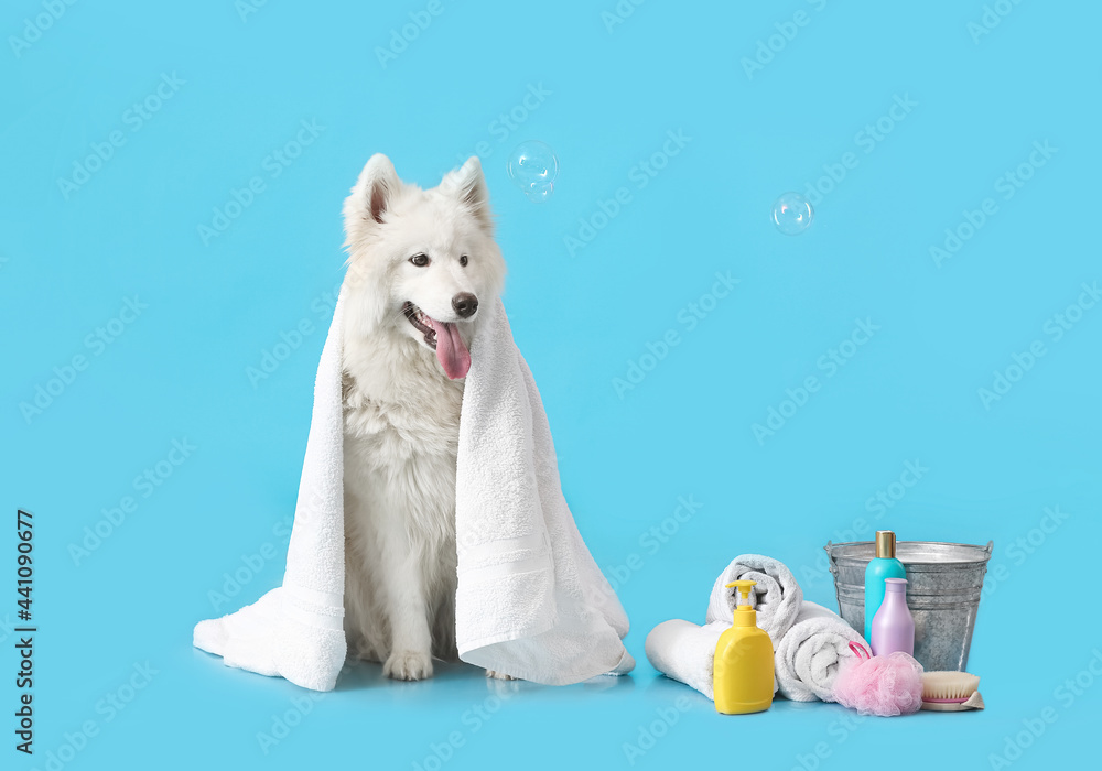 可爱的萨摩耶犬，背景是毛巾和洗发水