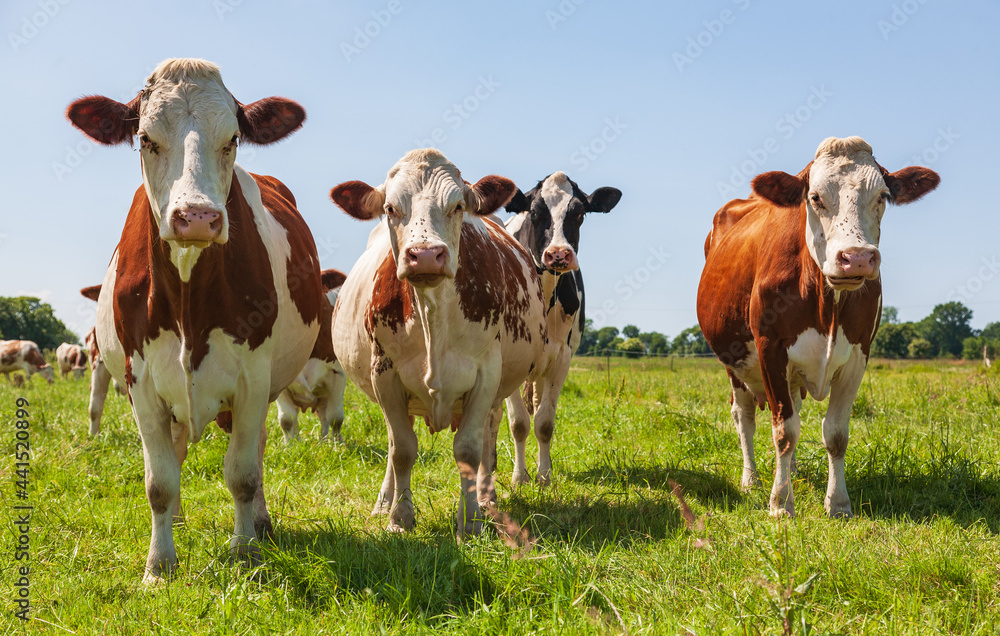 牧场上的一群奶牛